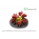 Dionaea muscipula 'Ring' – Venerinė musėkautė LIKO 2 vnt.